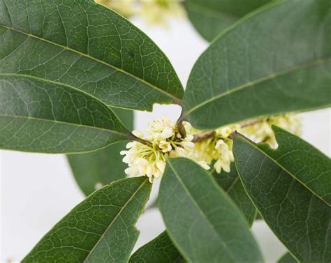 月桂樹種植|【月桂種植】月桂種植指南：揭曉種植、養護與繁殖的。